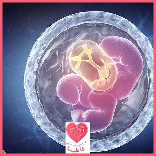 لانه گزینی جنین به چه معناست؟ مرکز مشاوره و خدمات مامایی فاطیما