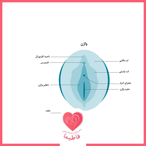 بهترین واژن چه شکلی است + واژن دختران چه شکلی است؟