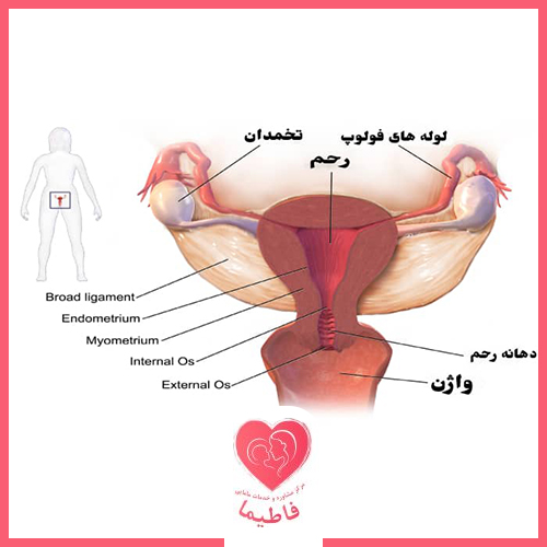 بهترین واژن چه شکلی است + واژن دختران چه شکلی است؟